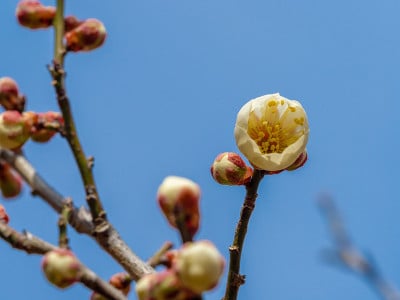 梅花