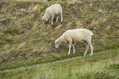 sheeps