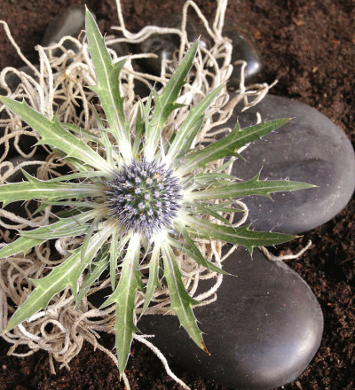 的Eryngium花