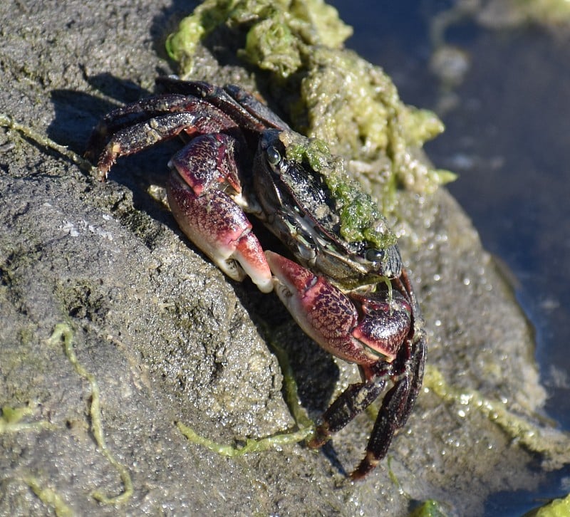 一只大滨蟹(Pachygrapsus crassipes)躺在水线以上的一块岩石上