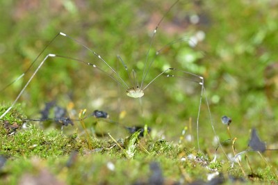 Harvestmen