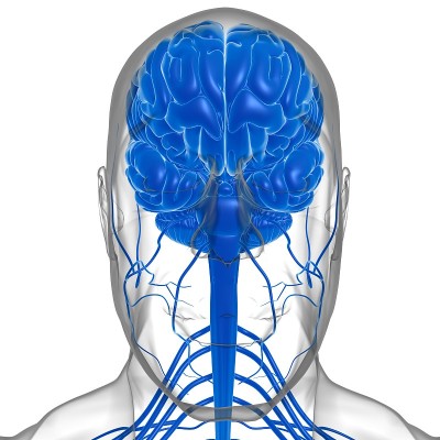 人体大脑解剖的医学概念3D