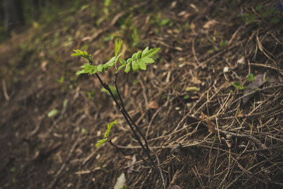 图林根州的森林部分被干旱、干旱、树皮甲虫和虫害破坏