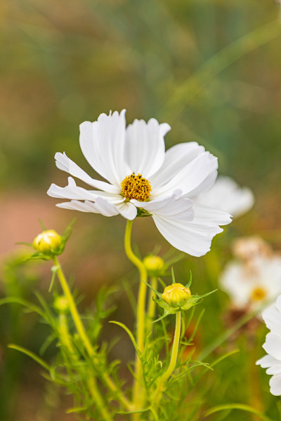 里摩日花园里的花。