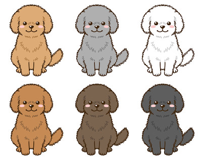 各种毛色的贵宾犬