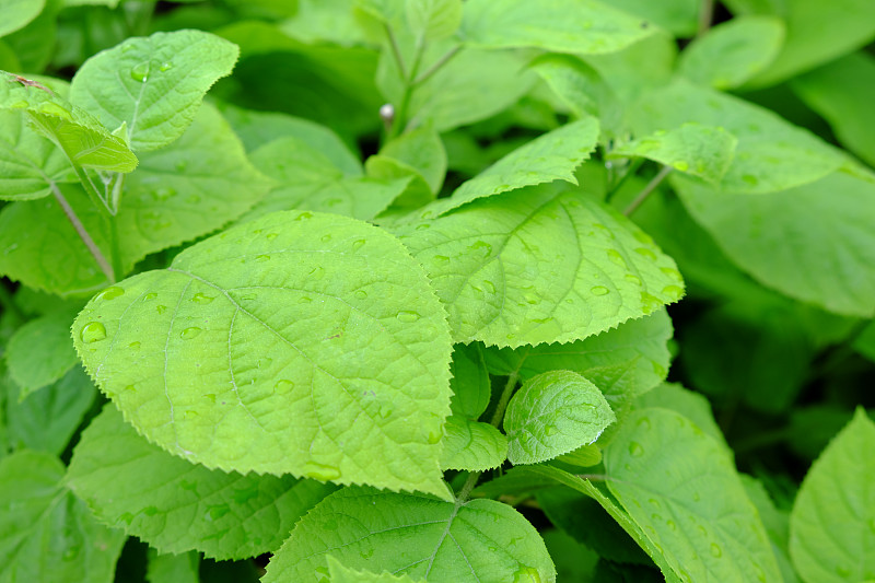 雨滴落在植物的叶子上。茂密的树叶。