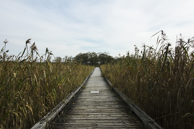 Scenery of a wooden path where you can hike in the