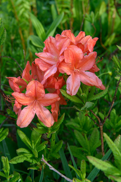 日本杜鹃花