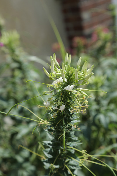漂亮的花