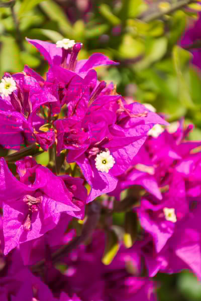 九重葛花的特写。