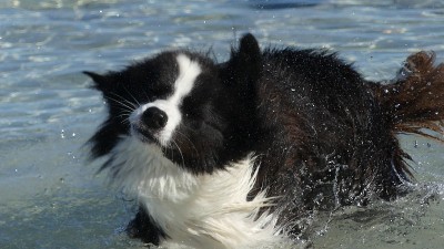 颤抖的水