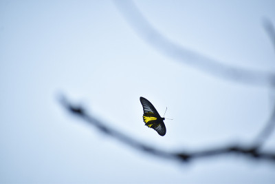 常见Birdwing蝴蝶
