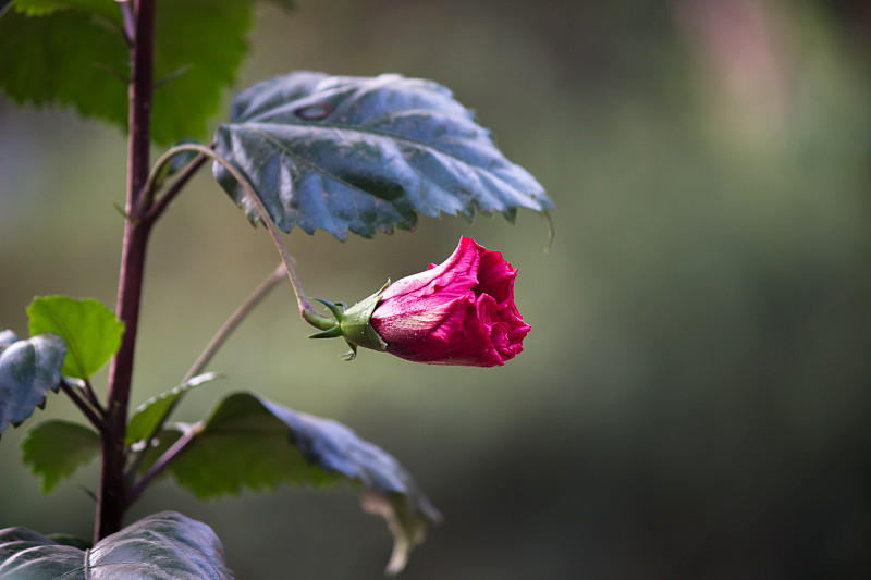 芙蓉花