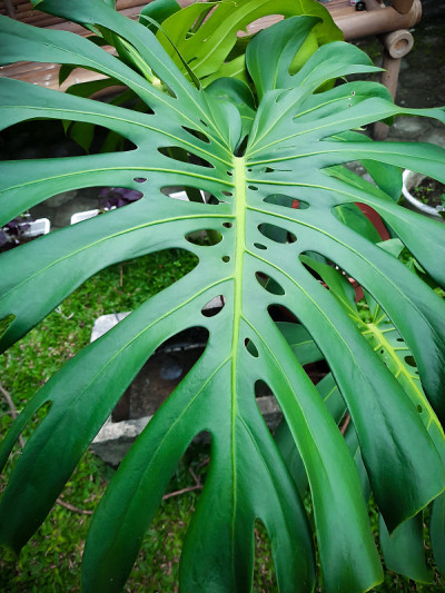 Monstera adansonii