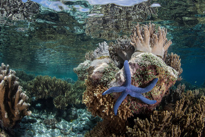 海星与礁