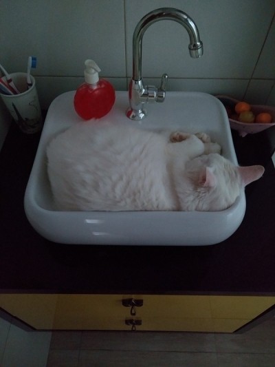 土耳其安哥拉猫-睡觉