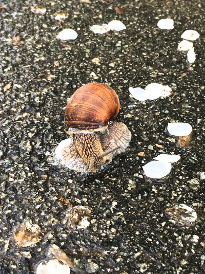蜗牛的特写