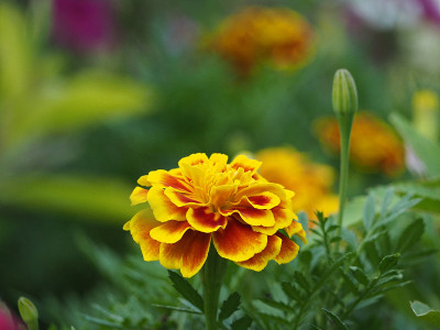 黄花绿底