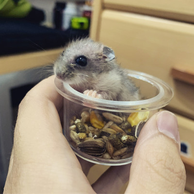仓鼠