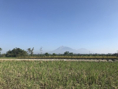 稻田。