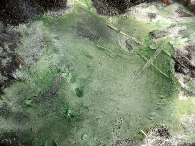 温泉中的蓝藻微生物垫