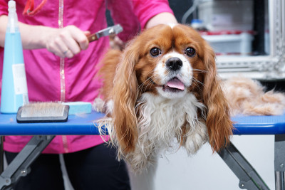女美容师为一匹纯种骑士查理王犬的动物工作室梳理毛发
