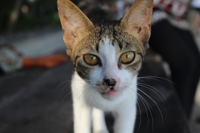 猫的眼睛