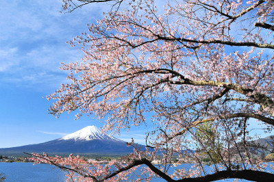 富士山和樱桃树
