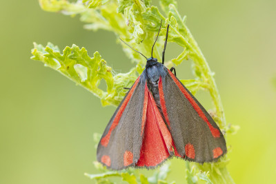 朱砂蛾，Tyria jacobaeae