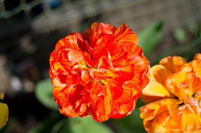 花