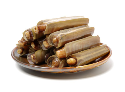 白背景上孤立的蛏子。