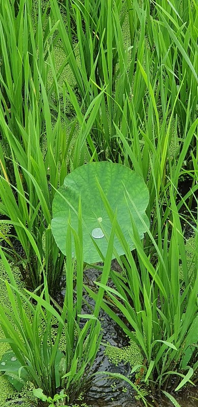 荷花田与达尔盖比