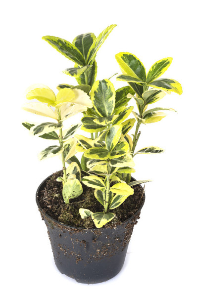 冬青卫矛植物
