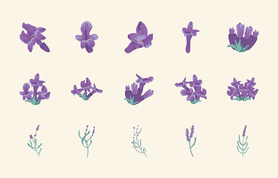 15薰衣草花