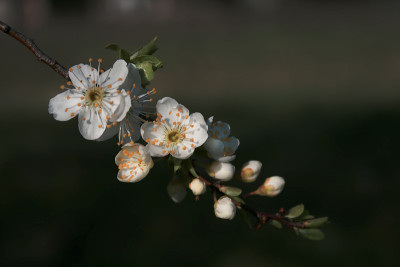 水果鲜花