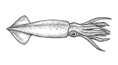 Squid ink sketch.