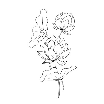 花，叶，莲子。矢量插图。线性图。