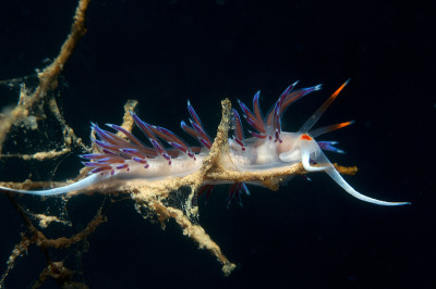 cratena peregrina