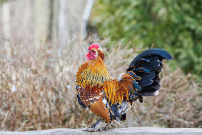 美丽的雄性原鸡(Gallus Gallus)站立