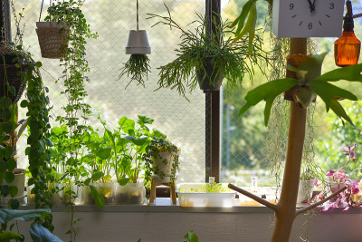 窗、花园和室内植物