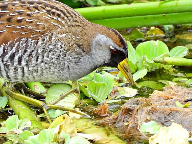 在佛罗里达湿地觅食的苍蝇拍(Porzana carolina)