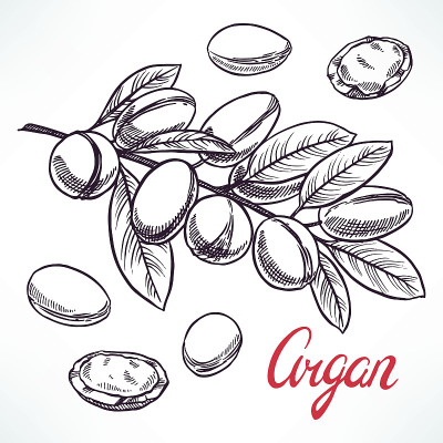 摩洛哥坚果素描树枝