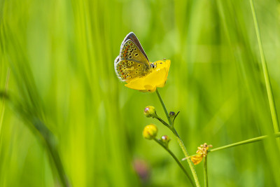雌性棕黑斑蝶，Aricia agestis