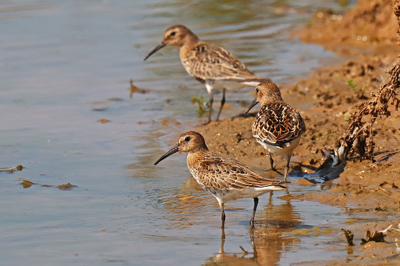 多变的矶鹞- Dunlin (Calidris alpina)。