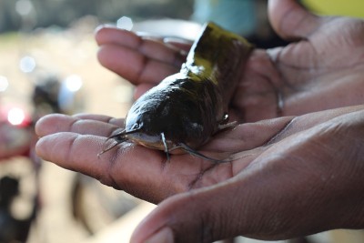 德西马格尔鱼在户内生物絮体单元马格尔鱼养殖在鲶鱼手中