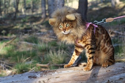 滑稽的孟加拉猫戴着假发
