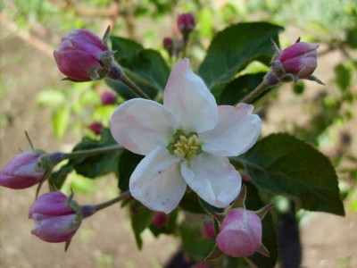 美丽娇艳、色彩鲜艳的花朵盛开着