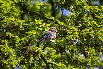 Eurasian Jay (Garrulus glandarius)