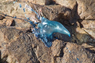水母