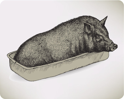 动物猪,手工绘画。矢量插图。